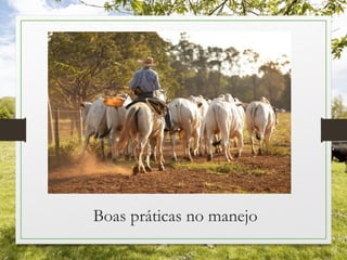 Boas práticas no manejo
 