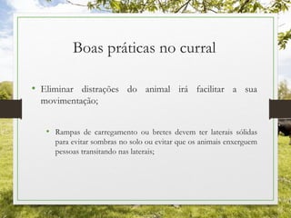 Boas práticas no curral
• Eliminar distrações do animal irá facilitar a sua
movimentação;
• Rampas de carregamento ou bretes devem ter laterais sólidas
para evitar sombras no solo ou evitar que os animais enxerguem
pessoas transitando nas laterais;
 
