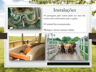 Instalações
•A passagem pelo curral pode ser uma das
coisas mais estressantes para o gado;
•O animal fica traumatizado;
•Rampas e bretes: laterais sólidas
http://www.grandinlivestockhandlingsystems.com/ranch/ranch.html
 