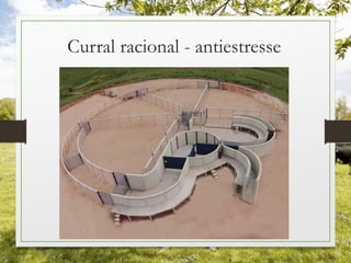 Curral racional - antiestresse
 