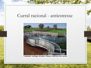 Curral racional - antiestresse
 