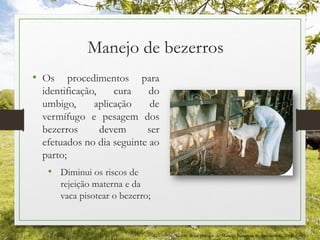 Manejo de bezerros
• Os procedimentos para
identificação, cura do
umbigo, aplicação de
vermífugo e pesagem dos
bezerros devem ser
efetuados no dia seguinte ao
parto;
• Diminui os riscos de
rejeição materna e da
vaca pisotear o bezerro;
Fonte: Boas práticas de Manejo Bezerros ao nascimento, 2006.
 