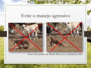 Evite o manejo agressivo
Fonte: Boas práticas de Manejo Bezerros ao nascimento, 2006.
 