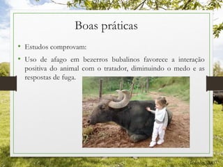 • Estudos comprovam:
• Uso de afago em bezerros bubalinos favorece a interação
positiva do animal com o tratador, diminuindo o medo e as
respostas de fuga.
Boas práticas
Toledo, 2007.
 