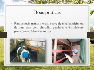 Boas práticas
• Para os mais mansos, o uso suave de uma bandeira ou
de uma vara com chocalho geralmente é suficiente
para convencê-los a se mover.
 
