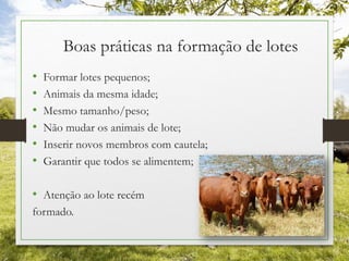 Boas práticas na formação de lotes
• Formar lotes pequenos;
• Animais da mesma idade;
• Mesmo tamanho/peso;
• Não mudar os animais de lote;
• Inserir novos membros com cautela;
• Garantir que todos se alimentem;
• Atenção ao lote recém
formado.
 