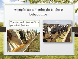 Atenção ao tamanho do cocho e
bebedouros
Tamanho ideal: 0,60 a 0,80 m
por animal (bovino)
 