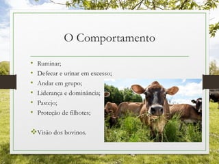 O Comportamento
• Ruminar;
• Defecar e urinar em excesso;
• Andar em grupo;
• Liderança e dominância;
• Pastejo;
• Proteção de filhotes;
Visão dos bovinos.
 
