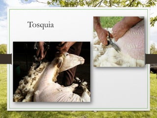 Tosquia
 