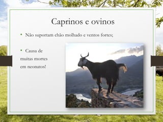 Caprinos e ovinos
• Não suportam chão molhado e ventos fortes;
• Causa de
muitas mortes
em neonatos!
 
