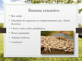 Sistema extensivo
• Boi verde;
• Liberdade de expressar os comportamentos até o limite
da cerca;
• Chuva, vento, calor, predadores;
• Pouco manejado;
• Animais rústicos;
• Conforto?
 