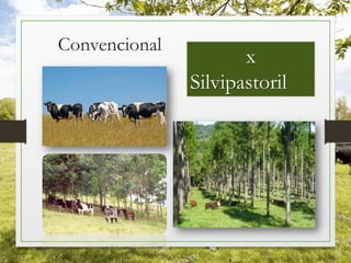 Convencional
x
Silvipastoril
 