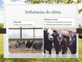 Influências do clima
Normal
• Sem sinais de estresse
Estresse severo
• Aumento da permanência em pé;
• Animais permanecem em grupo;
Fonte: Simpósio Nacional de bovinocultura leiteira, 2010 – CD-ROOM
 