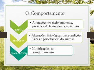 O Comportamento
CAUSA
• Alterações no meio ambiente,
presença de lesão, doenças, tensão
RESPOSTA
• Alterações fisiológicas das condições
físicas e psicológicas do animal
CONSEQUÊNCIA
• Modificações no
comportamento
 