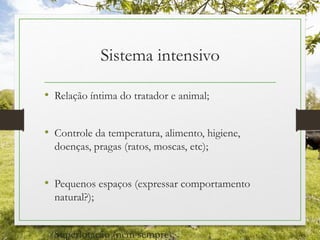 Sistema intensivo
• Relação íntima do tratador e animal;
• Controle da temperatura, alimento, higiene,
doenças, pragas (ratos, moscas, etc);
• Pequenos espaços (expressar comportamento
natural?);
• Superlotação (nem sempre);
 
