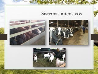 Sistemas intensivos
http://www.milkpoint.com.br
 
