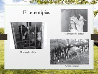 Estereotipias
Mordendo a baia
Lambendo a parede
Cross-sucking
Malafaia et al, 2011
 
