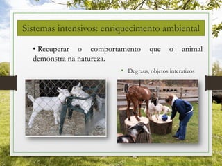 Sistemas intensivos: enriquecimento ambiental
• Degraus, objetos interativos
http://www.agripoint.com.br/default.asp?actA=2&noticiaID=61025
• Recuperar o comportamento que o animal
demonstra na natureza.
 
