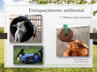 Enriquecimento ambiental
• Objetos para interação
http://www.agripoint.com.br/default.asp?actA=2&noticiaID=61025
www. trofobloc.com.br
www.woodgreen.org.uk
 