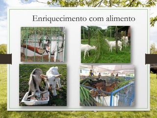 Enriquecimento com alimento
 