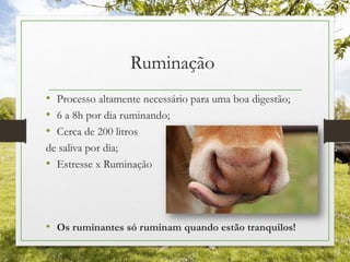 Ruminação
• Processo altamente necessário para uma boa digestão;
• 6 a 8h por dia ruminando;
• Cerca de 200 litros
de saliva por dia;
• Estresse x Ruminação
• Os ruminantes só ruminam quando estão tranquilos!
 