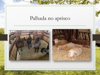 Palhada no aprisco
Fonte: nordesterural.com.br
 