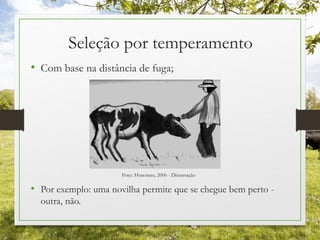 Seleção por temperamento
• Com base na distância de fuga;
Foto: Honorato, 2006 - Dissertação
• Por exemplo: uma novilha permite que se chegue bem perto -
outra, não.
 