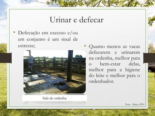 Urinar e defecar
• Defecação em excesso e/ou
em conjunto é um sinal de
estresse; • Quanto menos as vacas
defecarem e urinarem
na ordenha, melhor para
o bem-estar delas,
melhor para a higiene
do leite e melhor para o
ordenhador.
Sala de ordenha
Foto: Abreu, 2010
 