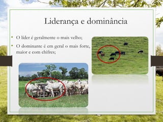 Liderança e dominância
• O líder é geralmente o mais velho;
• O dominante é em geral o mais forte,
maior e com chifres;
 