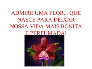 ADMIRE UMA FLOR... QUE NASCE PARA DEIXAR NOSSA VIDA MAIS BONITA E PERFUMADA! 