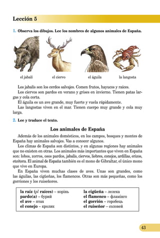 Lección 5
43
1.	Observa los dibujos. Lee los nombres de algunos animales de España.
el jabalí el ciervo el águila la langosta
Los jabalís son los cerdos salvajes. Comen frutos, hayucos y raíces.
Los ciervos son pardos en verano y grises en invierno. Tienen patas lar­
gas y cola corta.
El águila es un ave grande, muy fuerte y vuela rápidamente.
Las langostas viven en el mar. Tienen cuerpo muy grande y cola muy
larga.
2.	Lee y traduce el texto.
Los animales de España
Además de los animales domésticos, en los campos, bosques y montes de
España hay animales salvajes. Vas a conocer algunos.
Los climas de España son distintos, y en algunas regiones hay animales
que no existen en otras. Los animales más importantes que viven en España
son: lobos, zorros, osos pardos, jabalís, ciervos, liebres, conejos, ardillas, erizos,
etcétera. El animal de España también es el mono de Gibraltar, el único mono
que vive en Europa.
En España viven muchas clases de aves. Unas son grandes, como
las águilas, las cigüeñas, los flamencos. Otras son más pequeñas, como los
gorriones y los ruiseñores.
la raíz (pl raíces) – корінь
pardo(a) – бурий
el ave – птах
el conejo – кролик
la cigüeña – лелека
el flamenco – фламінго
el gorrión – горобець
el ruiseñor – соловей
 