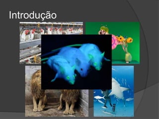 Introdução
 