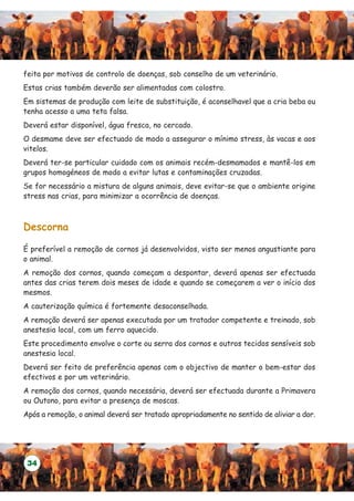 feita por motivos de controlo de doenças, sob conselho de um veterinário.
Estas crias também deverão ser alimentadas com colostro.
Em sistemas de produção com leite de substituição, é aconselhavel que a cria beba ou
tenha acesso a uma teta falsa.
Deverá estar disponível, água fresca, no cercado.
O desmame deve ser efectuado de modo a assegurar o mínimo stress, às vacas e aos
vitelos.
Deverá ter-se particular cuidado com os animais recém-desmamados e mantê-los em
grupos homogéneos de modo a evitar lutas e contaminações cruzadas.
Se for necessário a mistura de alguns animais, deve evitar-se que o ambiente origine
stress nas crias, para minimizar a ocorrência de doenças.



Descorna

É preferível a remoção de cornos já desenvolvidos, visto ser menos angustiante para
o animal.
A remoção dos cornos, quando começam a despontar, deverá apenas ser efectuada
antes das crias terem dois meses de idade e quando se começarem a ver o início dos
mesmos.
A cauterização química é fortemente desaconselhada.
A remoção deverá ser apenas executada por um tratador competente e treinado, sob
anestesia local, com um ferro aquecido.
Este procedimento envolve o corte ou serra dos cornos e outros tecidos sensíveis sob
anestesia local.
Deverá ser feito de preferência apenas com o objectivo de manter o bem-estar dos
efectivos e por um veterinário.
A remoção dos cornos, quando necessária, deverá ser efectuada durante a Primavera
ou Outono, para evitar a presença de moscas.
Após a remoção, o animal deverá ser tratado apropriadamente no sentido de aliviar a dor.




 34
 
