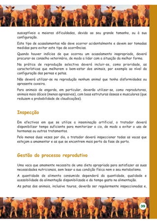 susceptíveis a maiores dificuldades, devido ao seu grande tamanho, ou à sua
configuração.
Este tipo de acasalamentos não deve ocorrer acidentalmente e devem ser tomadas
medidas para evitar este tipo de ocorrências.
Quando houver indícios de que ocorreu um acasalamento inapropriado, deverá
procurar-se conselho veterinário, de modo a lidar com a situação da melhor forma.
Na prática de reprodução selectiva deverá incluir-se, como prioridade, as
características que melhorem o bem-estar dos animais, por exemplo ao nível da
configuração das pernas e patas.
Não deverá utilizar-se na reprodução nenhum animal que tenha disformidades ou
apresente coxeira.
Para animais de engorda, em particular, deverão utilizar-se, como reprodutores,
animais mais dóceis (menos agressivos), com boas estruturas ósseas e musculares (que
reduzem a probabilidade de claudicações).



Inspecção

Em efectivos em que se utilize a inseminação artificial, o tratador deverá
disponibilizar tempo suficiente para monitorizar o cio, de modo a evitar o uso de
hormonas ou outros tratamentos.
Pelo menos duas vezes por dia, o tratador deverá inspeccionar todas as vacas que
estejam a amamentar e as que se encontrem mais perto da fase de parto.



Gestão do processo reprodutivo

Uma vaca que amamente necessita de uma dieta apropriada para satisfazer as suas
necessidades nutricionais, sem lesar a sua condição física nem o seu metabolismo.
A quantidade de alimento consumido dependerá da quantidade, qualidade e
acessibilidade da alimentação disponibilizada e do tempo gasto na alimentação.
As patas dos animais, inclusive touros, deverão ser regularmente inspeccionadas e,




                                                                                39
 