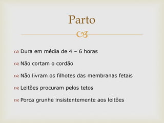 
 Dura em média de 4 – 6 horas
 Não cortam o cordão
 Não livram os filhotes das membranas fetais
 Leitões procuram pelos tetos
 Porca grunhe insistentemente aos leitões
Parto
 