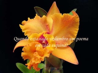 Quando extasiado vislumbro um poema
          em cada esquina?
 