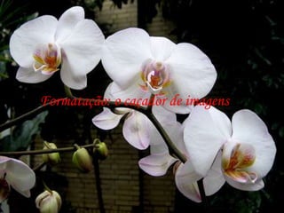 Formatação: o caçador de imagens
 