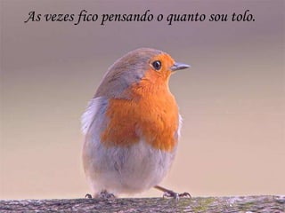 As vezes fico pensando o quanto sou tolo.
 