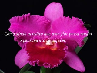 Como ainda acredito que uma flor possa mudar
       o pensamento de alguém.
 