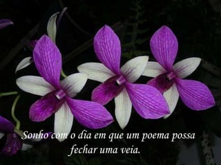 Sonho com o dia em que um poema possa
          fechar uma veia.
 