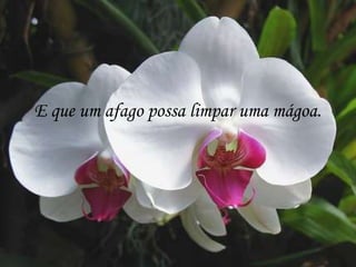 E que um afago possa limpar uma mágoa.
 