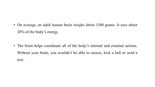 • On average, an adult human brain weighs about 1300 grams. It uses about
20% of the body’s energy.
• The brain helps coordinate all of the body’s internal and external actions.
Without your brain, you wouldn’t be able to sneeze, kick a ball or send a
text.
 
