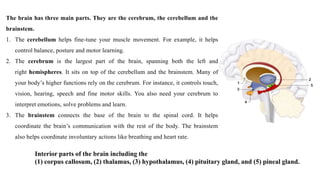 The brain has three main parts. They are the cerebrum, the cerebellum and the
brainstem.
1. The cerebellum helps fine-tune your muscle movement. For example, it helps
control balance, posture and motor learning.
2. The cerebrum is the largest part of the brain, spanning both the left and
right hemispheres. It sits on top of the cerebellum and the brainstem. Many of
your body’s higher functions rely on the cerebrum. For instance, it controls touch,
vision, hearing, speech and fine motor skills. You also need your cerebrum to
interpret emotions, solve problems and learn.
3. The brainstem connects the base of the brain to the spinal cord. It helps
coordinate the brain’s communication with the rest of the body. The brainstem
also helps coordinate involuntary actions like breathing and heart rate.
Interior parts of the brain including the
(1) corpus callosum, (2) thalamus, (3) hypothalamus, (4) pituitary gland, and (5) pineal gland.
 