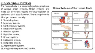 HUMAN ORGAN SYSTEMS
The human body is a biological machine made up
of various organ systems. Organ systems are
made up of various organs working together to
perform a vital body function. There are primarily
11 organ systems namely:
1. Skeletal system,
2. Muscular system,
3. Cardiovascular system,
4. Respiratory system,
5. Nervous system,
6. Digestive system,
7. Urinary system,
8. Endocrine system,
9. Lymphatic system,
10.Reproductive system,
11.Integumentary (Exocrine) system.
 