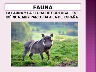 LA FAUNA Y LA FLORA DE PORTUGAL ES
IBÉRICA. MUY PARECIDA A LA DE ESPAÑA
 
