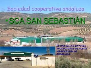 Sociedad cooperativa andaluza SCA SAN SEBASTIÁN ES UNA DE LAS MAYORES PRODUCTORAS DE ACEITE VIRGEN EXTRA DE ANDALUCÍA