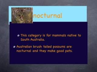 nocturnal

  This category is for mammals native to
  South Australia.

Australian brush tailed possums are
nocturnal and they make good pets.
 