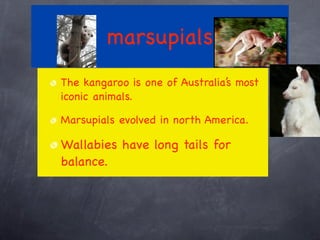 marsupials
The kangaroo is one of Australia’s most
iconic animals.
Marsupials evolved in north America.
Wallabies have long tails for
balance.