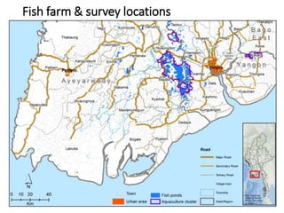 The Emerging ‘Quiet Revolution’ in Myanmar's Aquaculture Value Chain