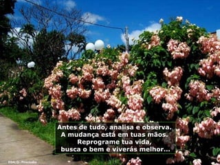 Antes de tudo, analisa e observa.  A mudança está em tuas mãos.  Reprograme tua vida,  busca o bem e viverás melhor... ESALQ - Piracicaba 